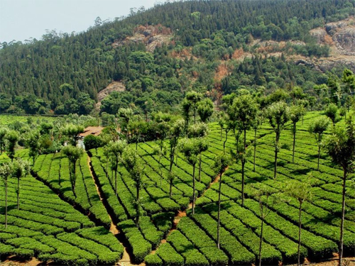 Coonoor Hill Station, Coonoor Travel Packages & Tourism Information