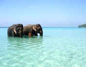 Elephant  Beach
