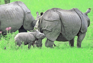 Kaziranga Wildlife Sanctuary