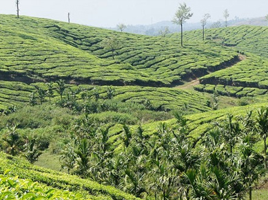 Kumily Thakkady | Popular Tourist Place in Kerala