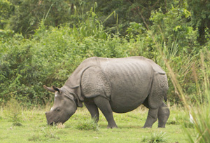 manas national park