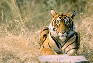 Tiger Sightseeing