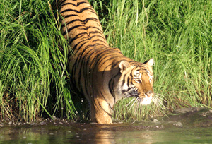 Sundarban Wildlife Tour Packages - Get Best Deals on Holiday Packages