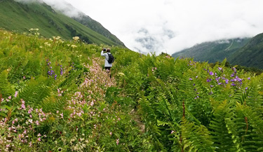 Valley of Flowers Trek