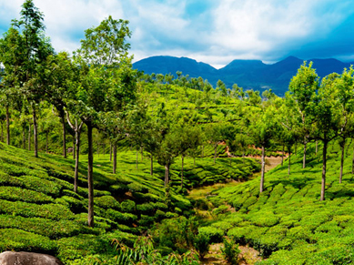 Vandiperiyar Thekkady- A Famous Tourist Attraction in Idukki