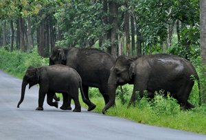 Bandipur National Park Tour with Wayanad Kerala