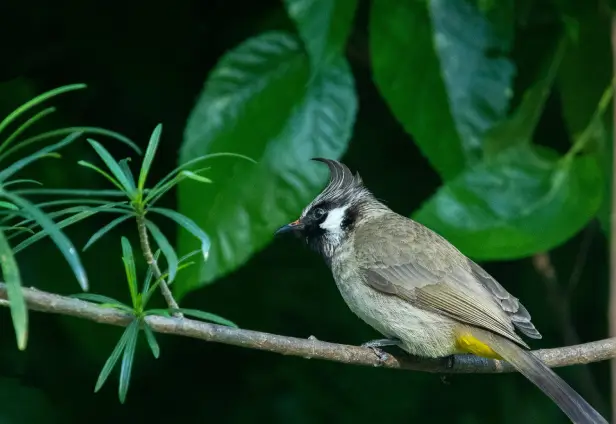 Jim Corbett Bird Watching Tour