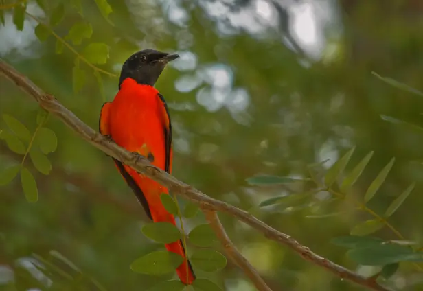 North India Birding