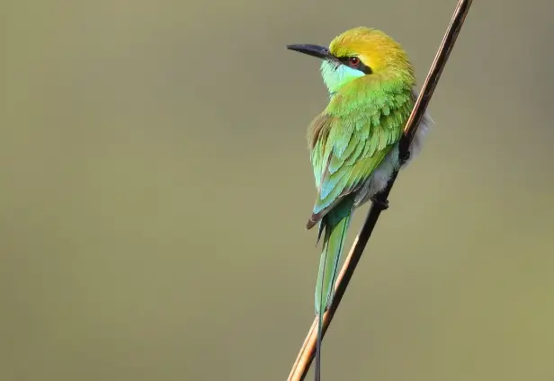 Bird Watching in Jim Corbett