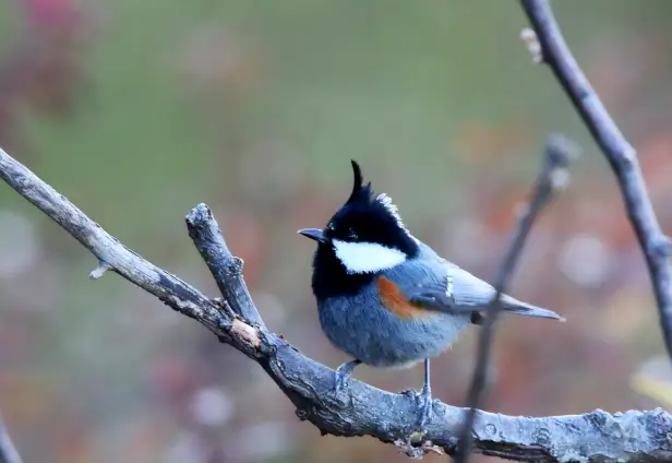 Pangot Corbett Birding Tour