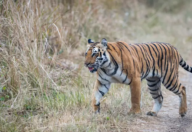 Jim Corbett Family Tour