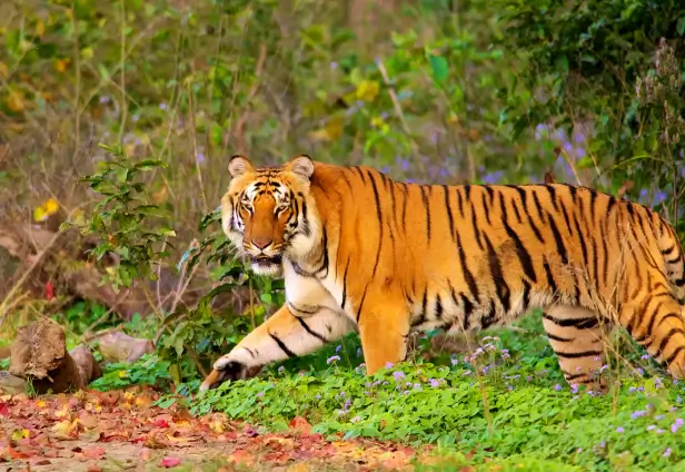 Jim Corbett Special Tour