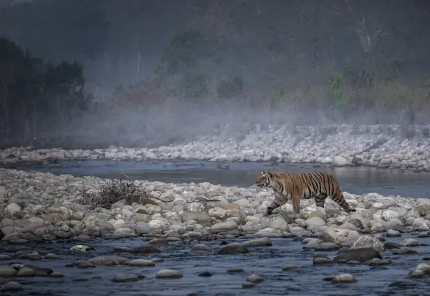 Corbett Wildlife Safari 