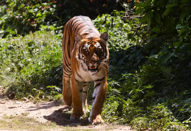 Jim Corbett Tiger