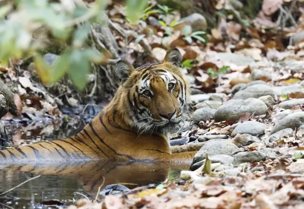 Jim Corbett Tour Package