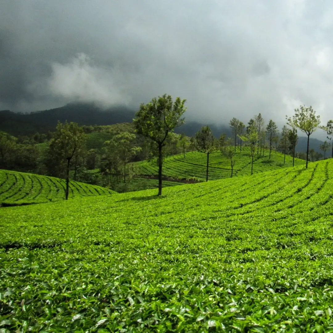 Tea Tasting Tour To Munnar