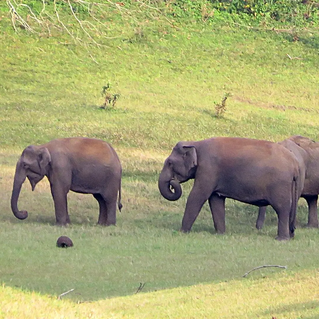 Enchanting Kerala