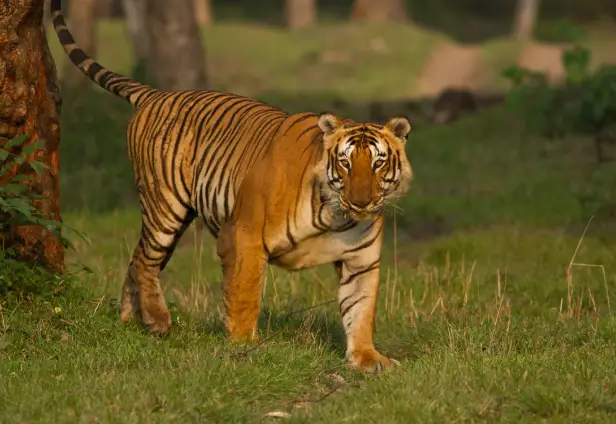 Bandipur Tiger