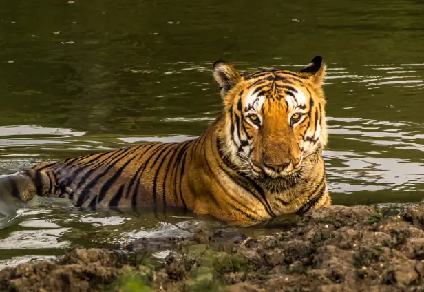 Bandipur Wildlife