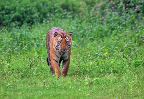 Bandipur Tiger Tour