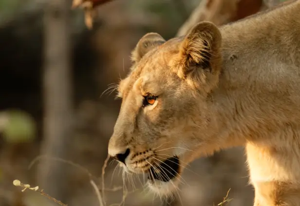 Gir National Park Tiger