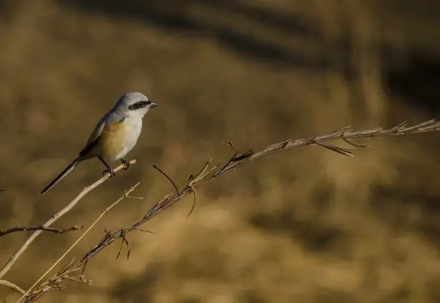 Gir Wildlife Tour