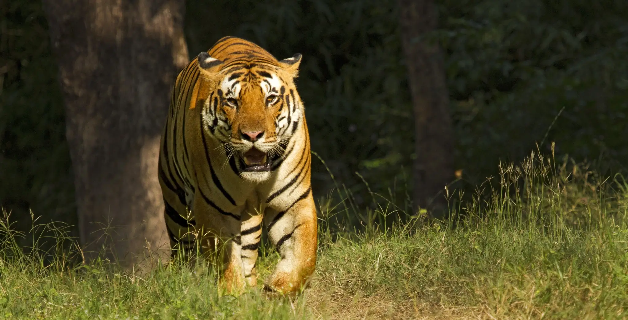 kanha National Park Tour