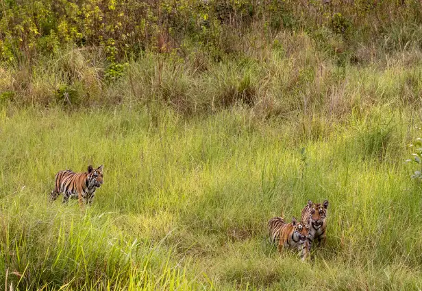 Kanha Wildlife Safari Tour