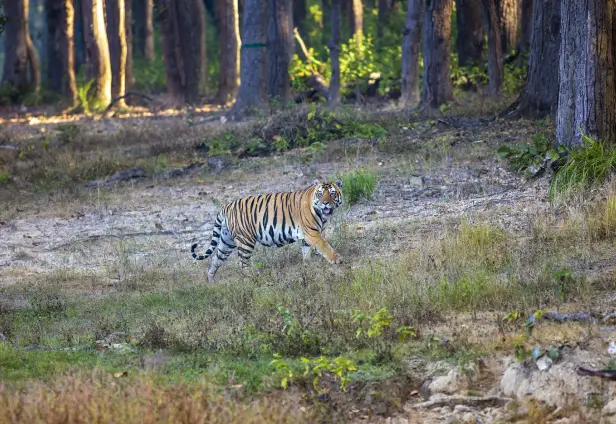 Kanha Tiger Tour