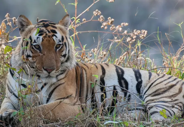 Wildlife Photography Tour to Central India 