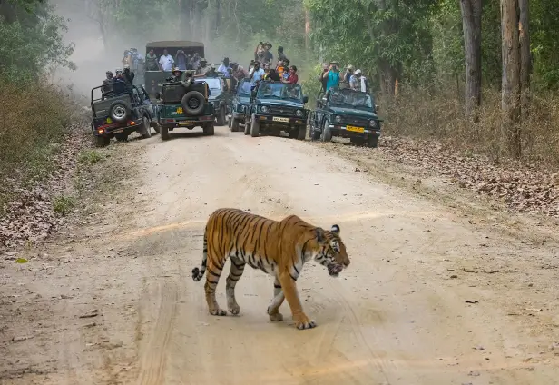 Madhya Pradesh Magnificence Tour