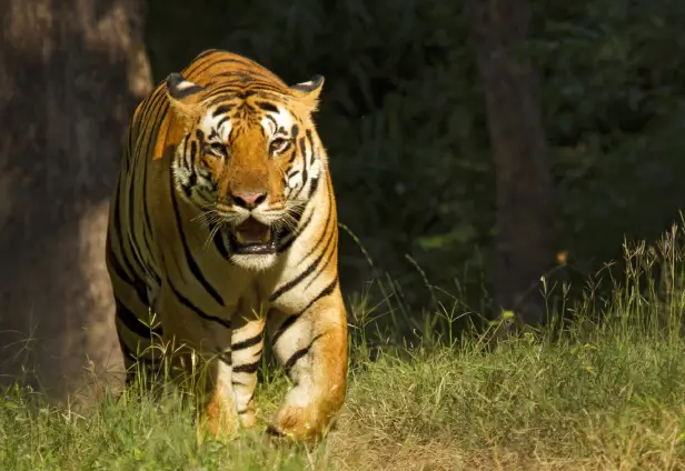 Ranthambore with Golden Triangle India