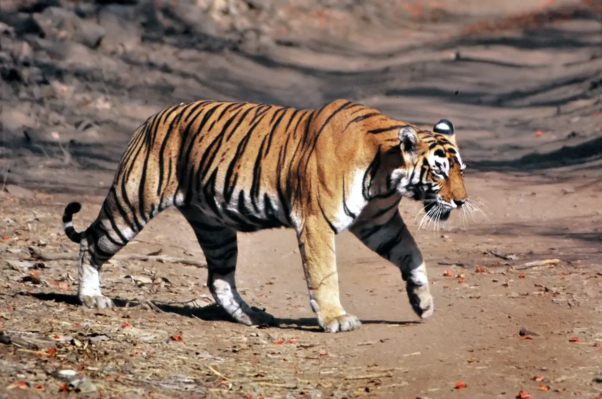 Golden Triangle Tour with Ranthambore