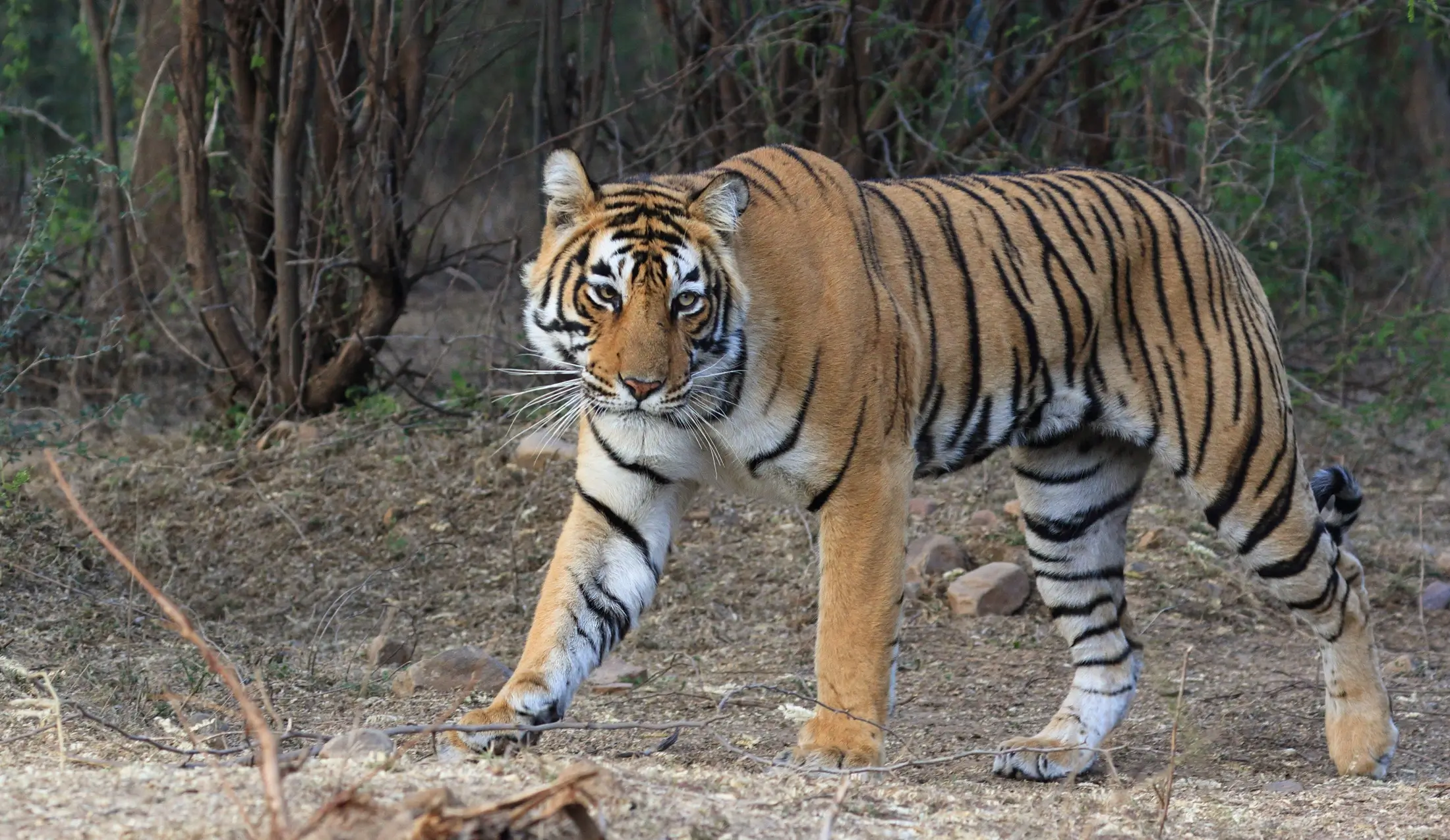 North & Central India Tiger Tour