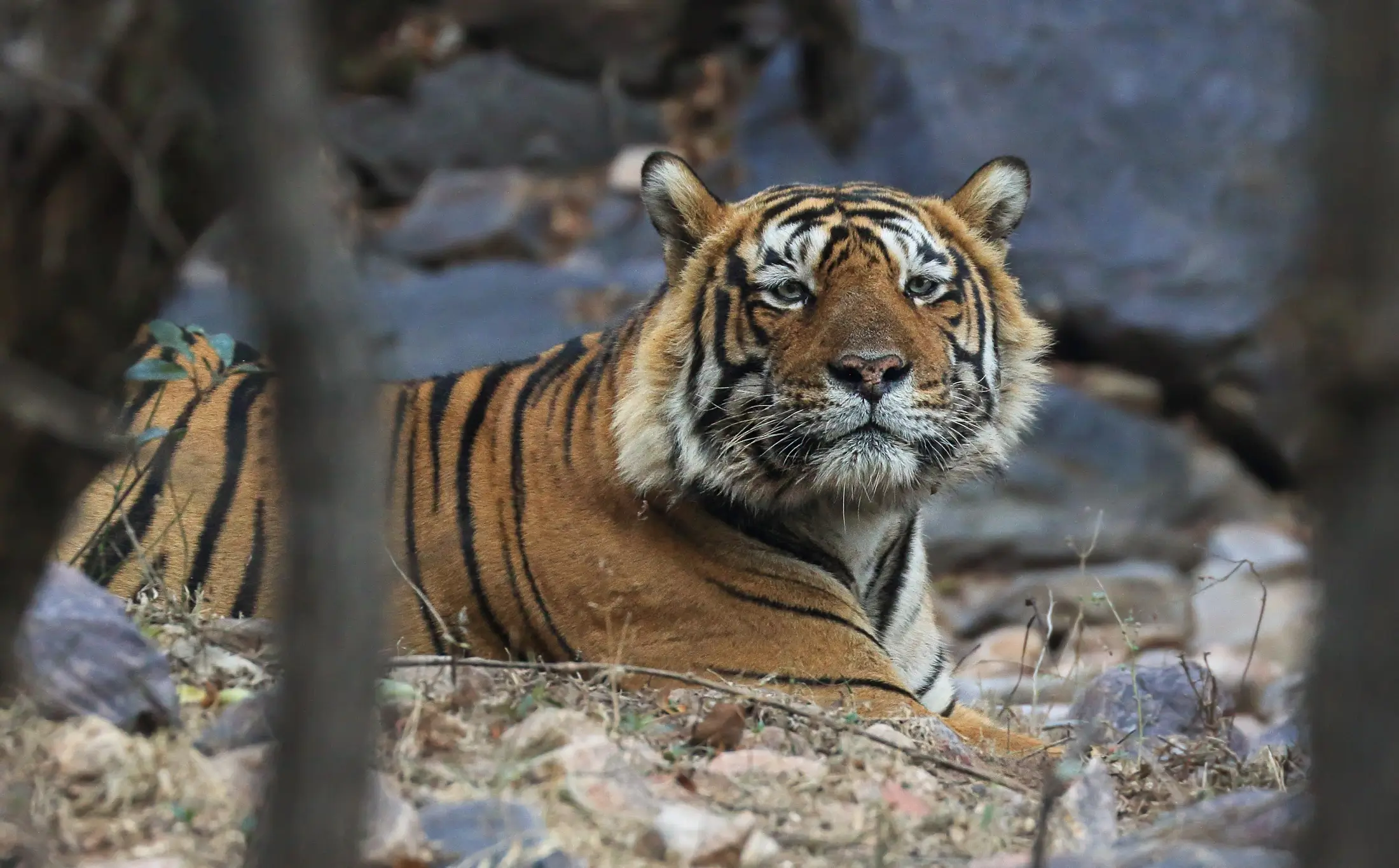 Golden Triangle with Wildlife of India