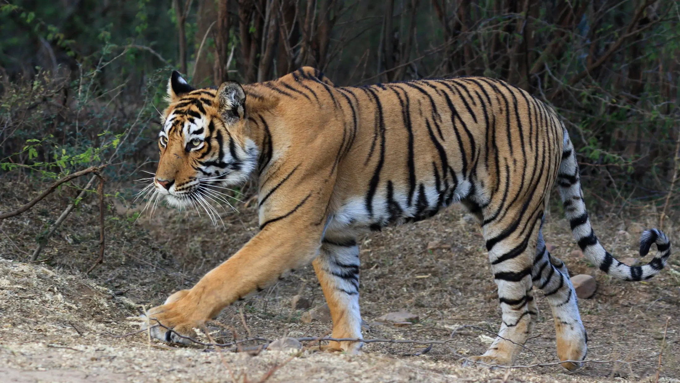 Ranthambore Weekend Tour