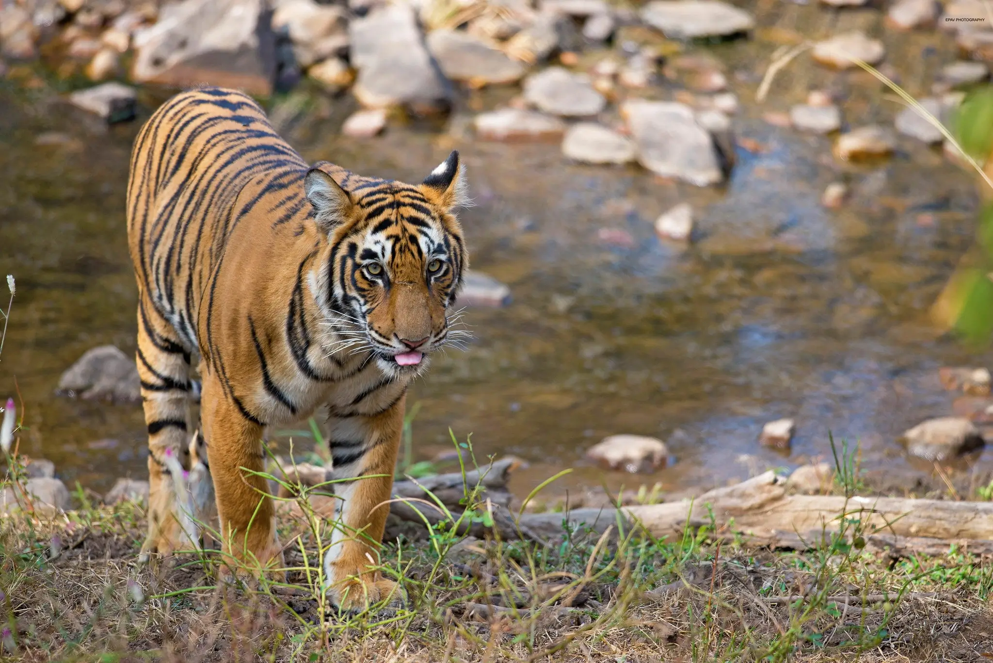 Jaipur Ranthambore Weekend Tour