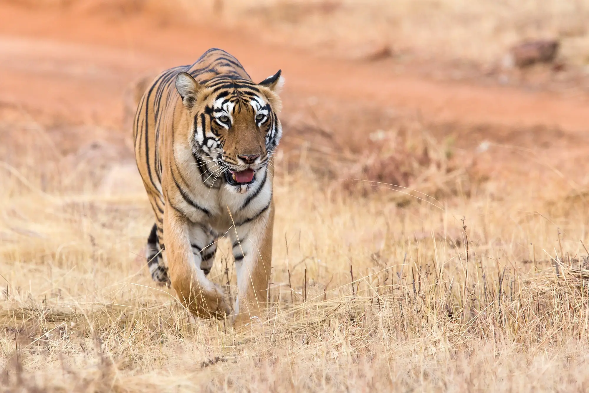 Tadoba National Park Tour