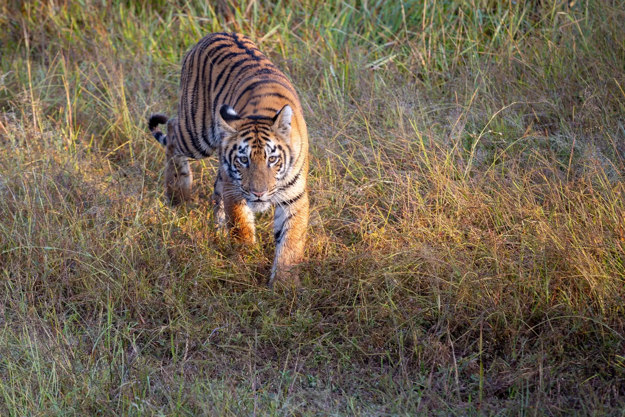 Tadoba Nagzira Pench Tour