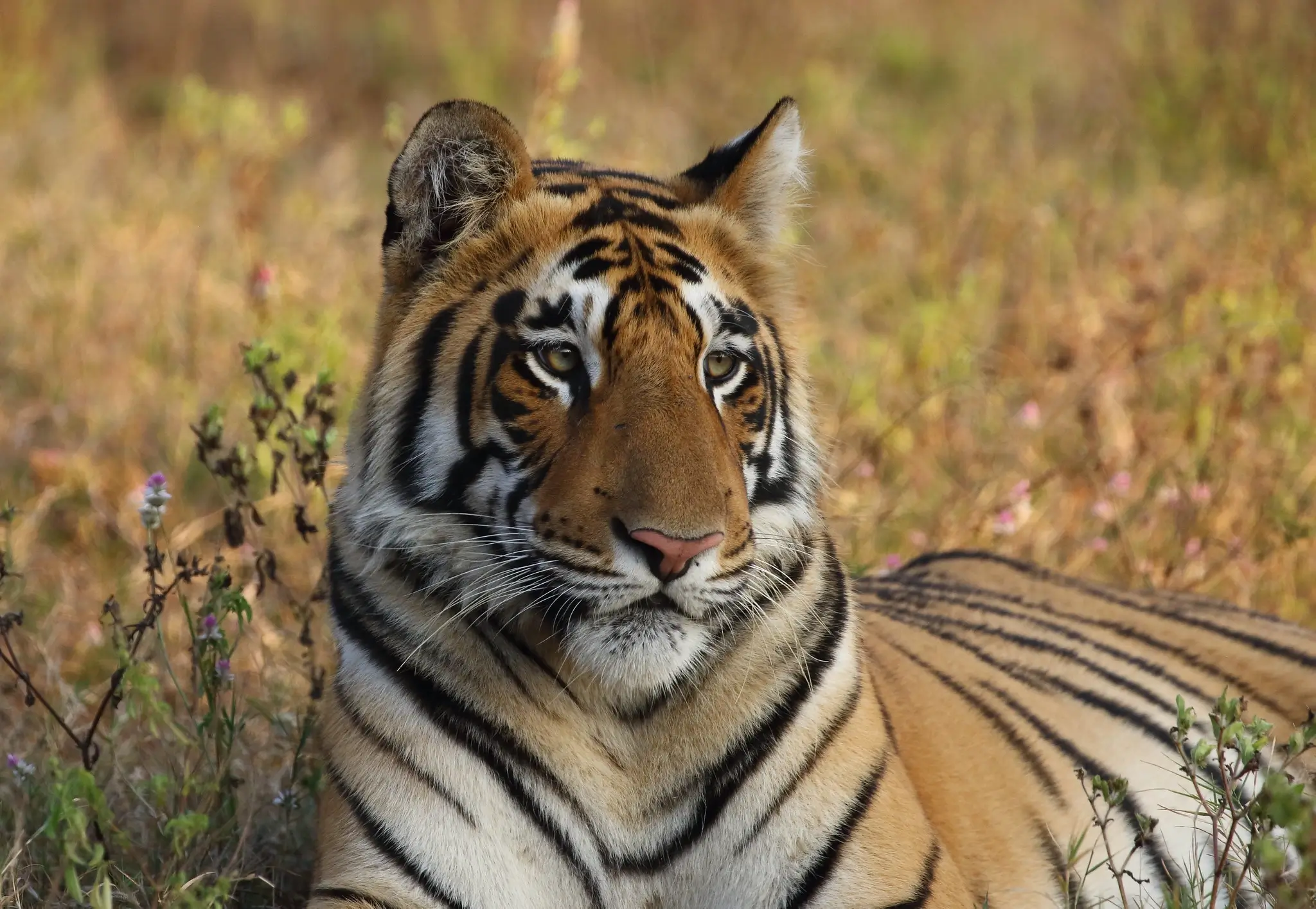 Tadoba Tiger Safari Tour