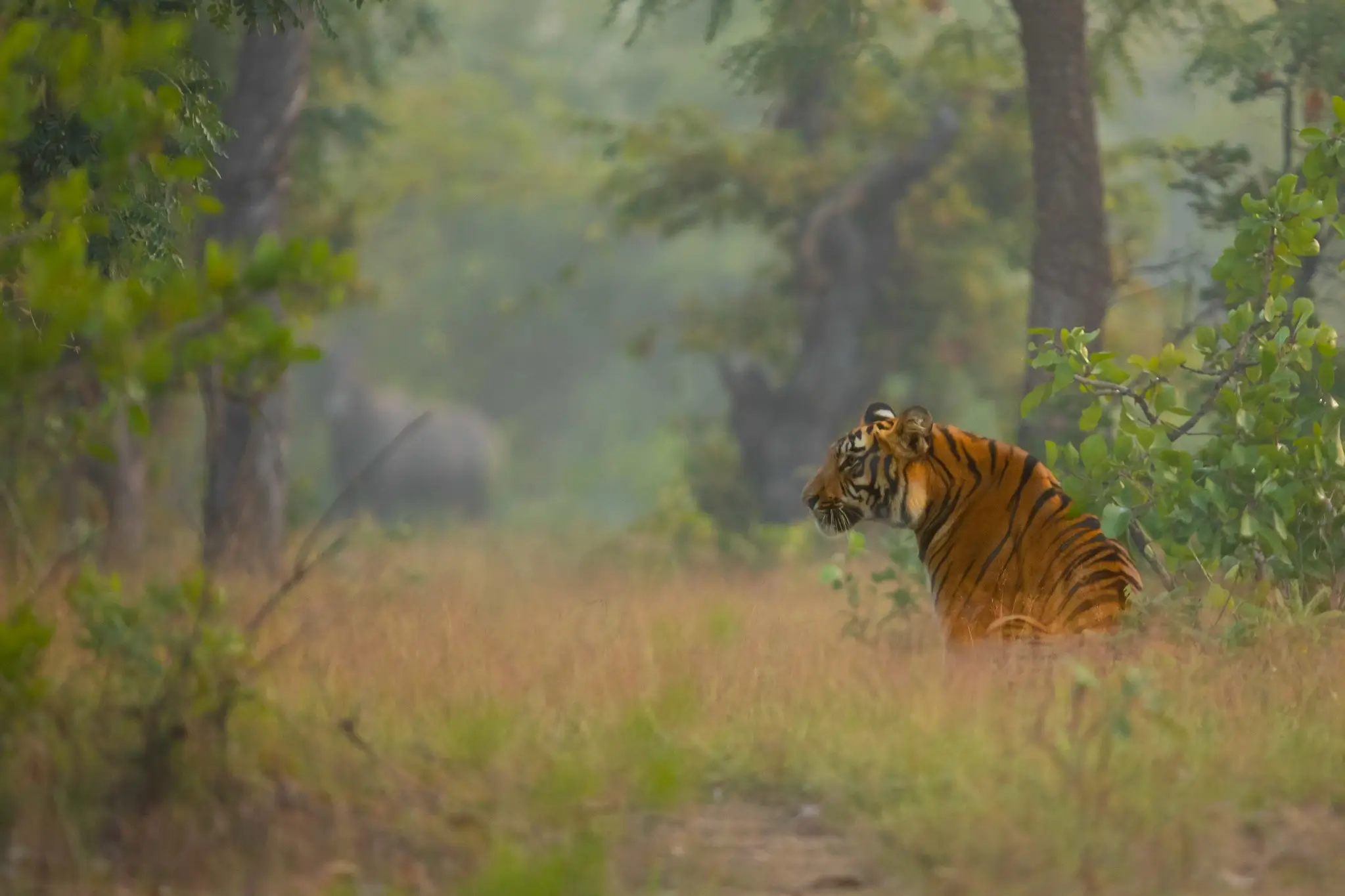 Tadoba Tiger Package