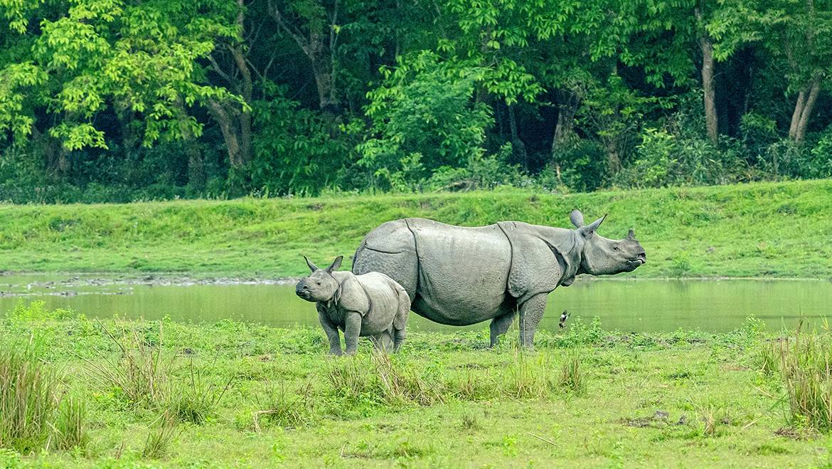 Kaziranga Wildlife Tour Package - 4 Nights & 5 Days