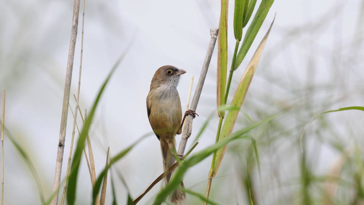 North East India Bird Watching Tour