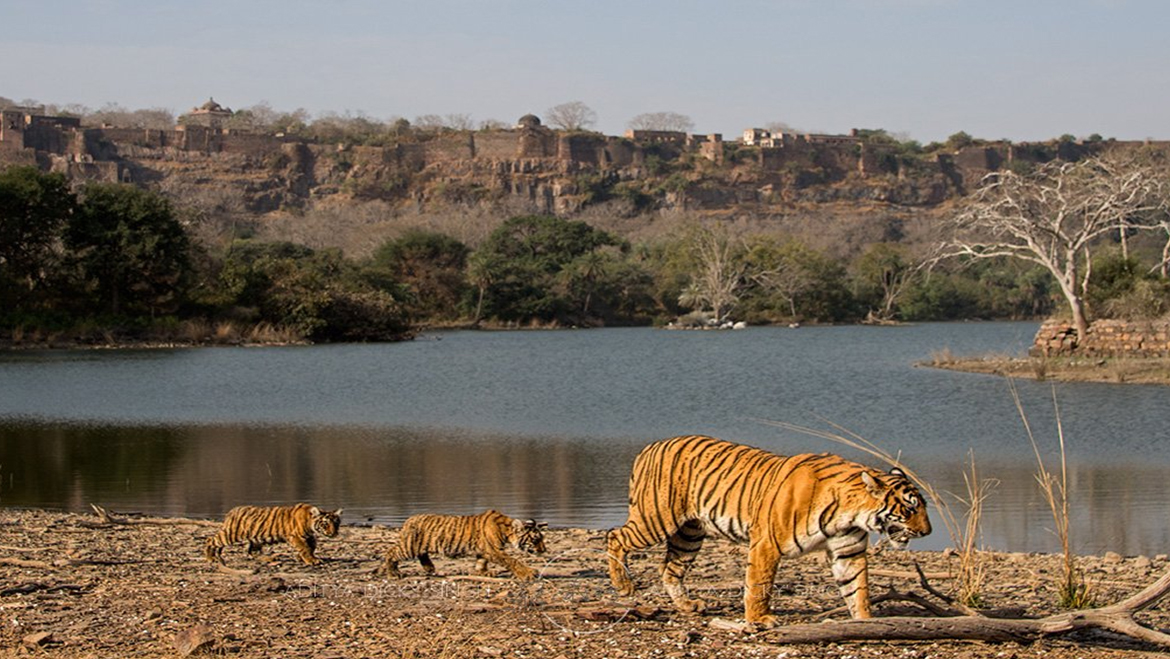 Top 10 National Parks In India An Educational Tour To Cherish