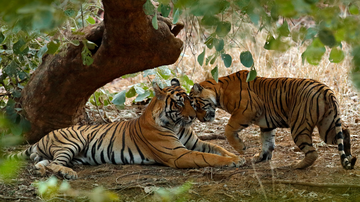 Wildlife Weekend Tours from Delhi | Wildlife Places to Visit Near Delhi