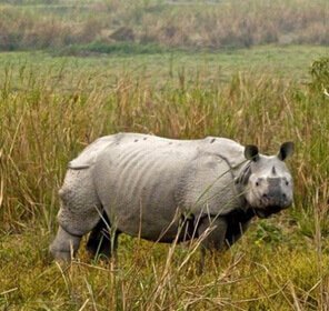 Assam & Arunachal Wildlife Tour