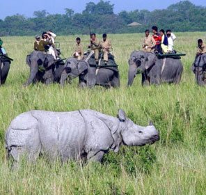 Assam Wildlife Packages