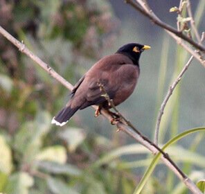 Birding in Assam