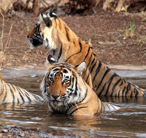 Classic India Wildlife Tours