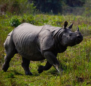 Kaziranga with Meghalaya Tour